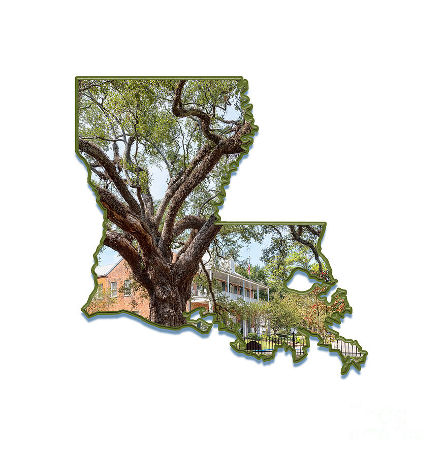 State of Louisiana with Evangeline Oak Photograph by Bonnie Barry