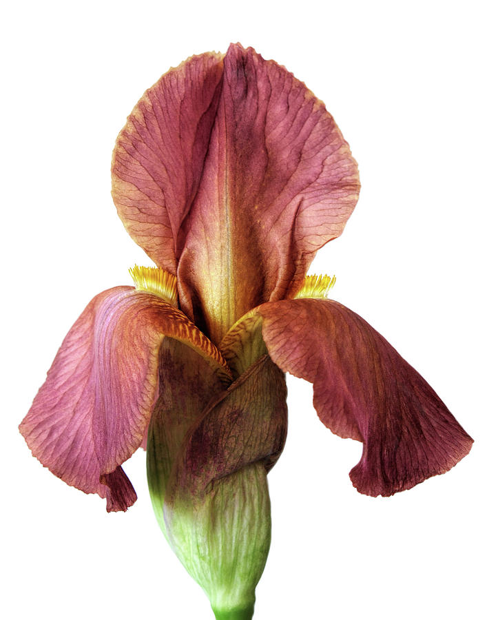 Stately Bearded Iris on White Photograph by David and Carol Kelly