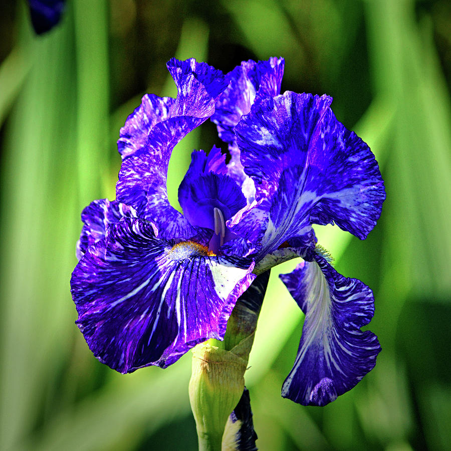 Stately Iris in Blue and Purple Photograph by Bill Swartwout