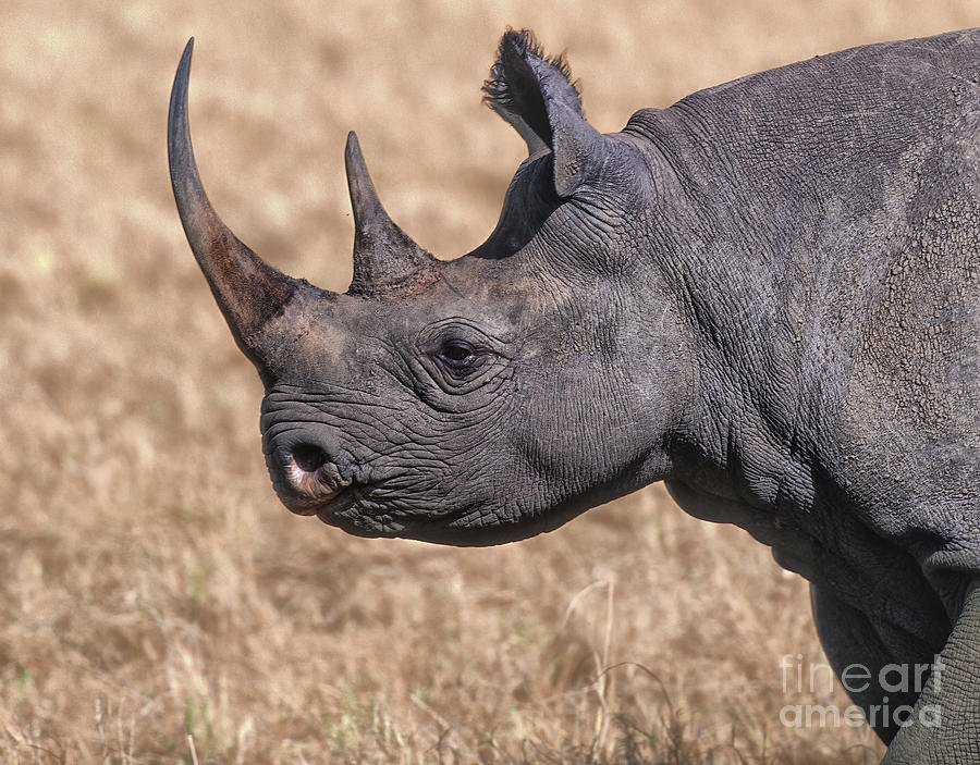 Wildlife Photograph - Stately - Kenya by Sandra Bronstein