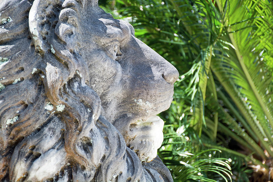 Stately Lion on Jekyll Island Photograph by Bruce Gourley