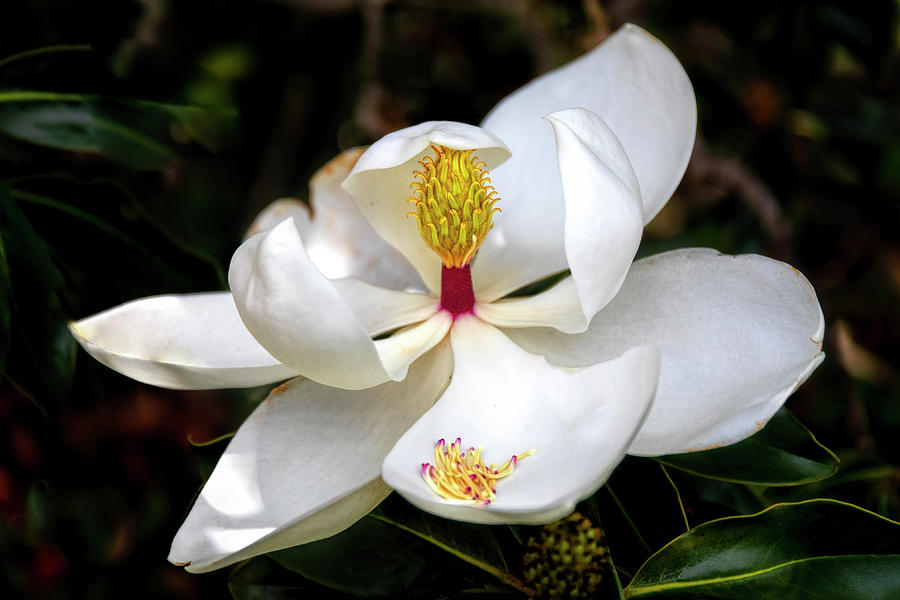 Stately Magnolia Photograph by Harriet Feagin