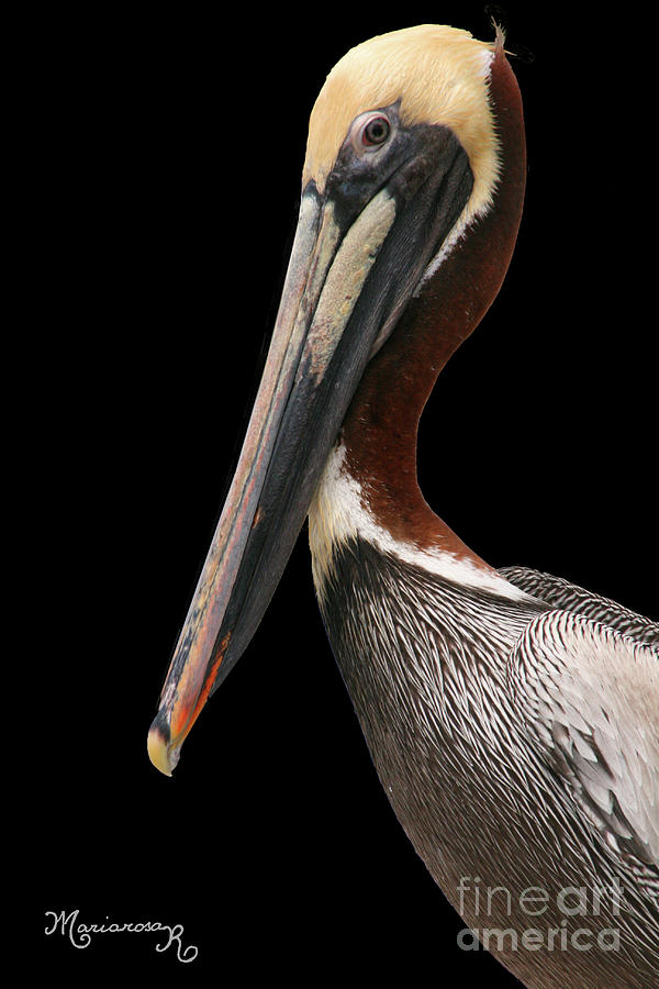 Stately Pelican Photograph by Mariarosa Rockefeller