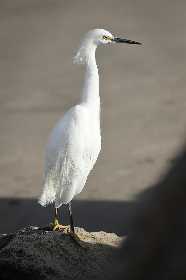 Stately Standing Snowy Egret Photograph by Morgan Wright