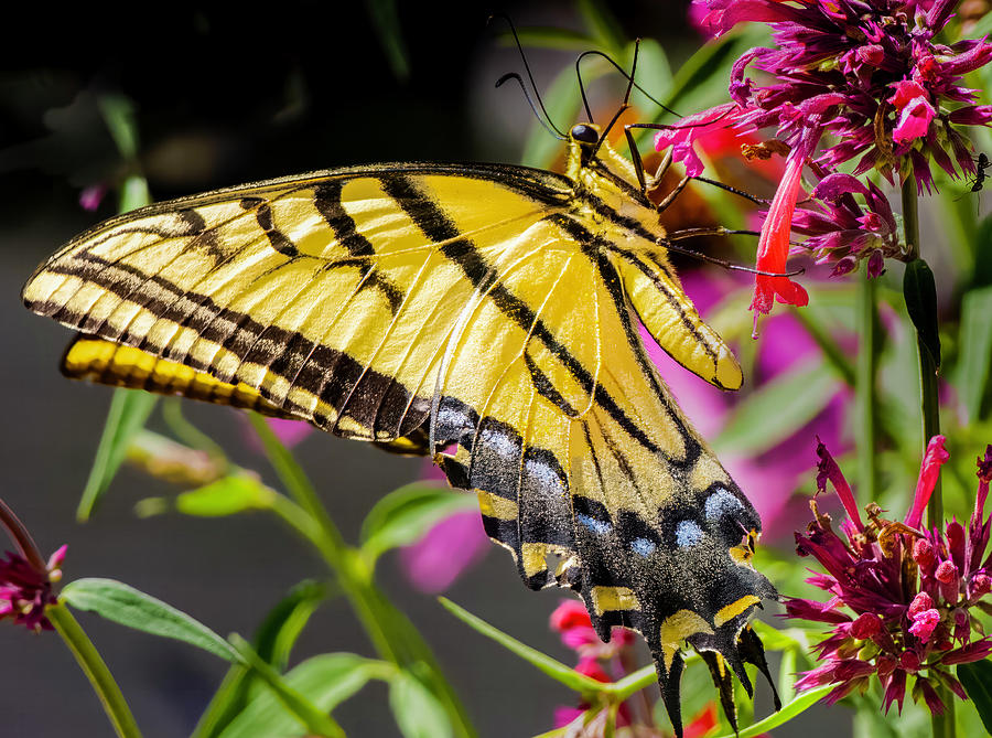 Stately Swallowtail Reworked Photograph by Jim Wilce