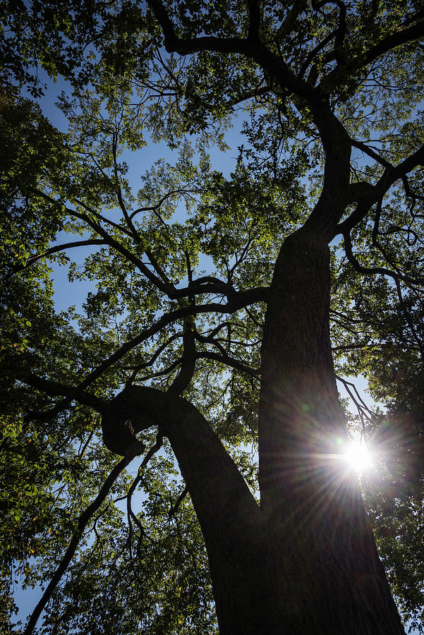 Stately Tree Photograph by Norman Reid