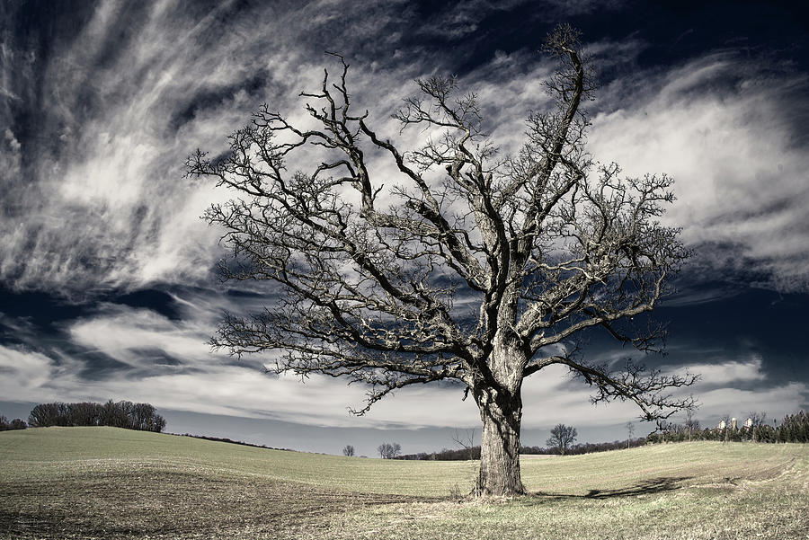 Static Motion - gnarly barren oak tree on rolling Wisconsin prairie with majestic sky - pseudo IR Photograph by Peter Herman
