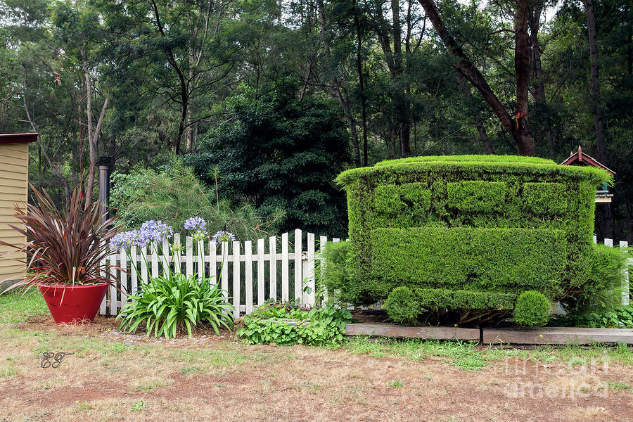 Station Topiary Photograph by Elaine Teague