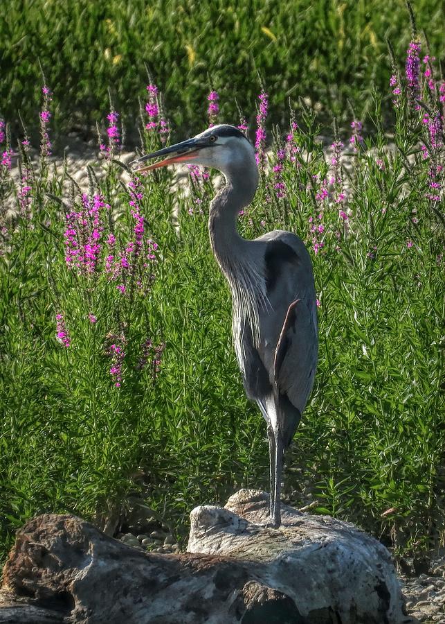 Statue of the Heron Photograph by Jack Wilson