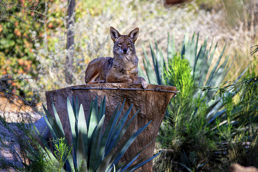 Wildlife Photograph - Statuesque Coyote by Anthony Jones
