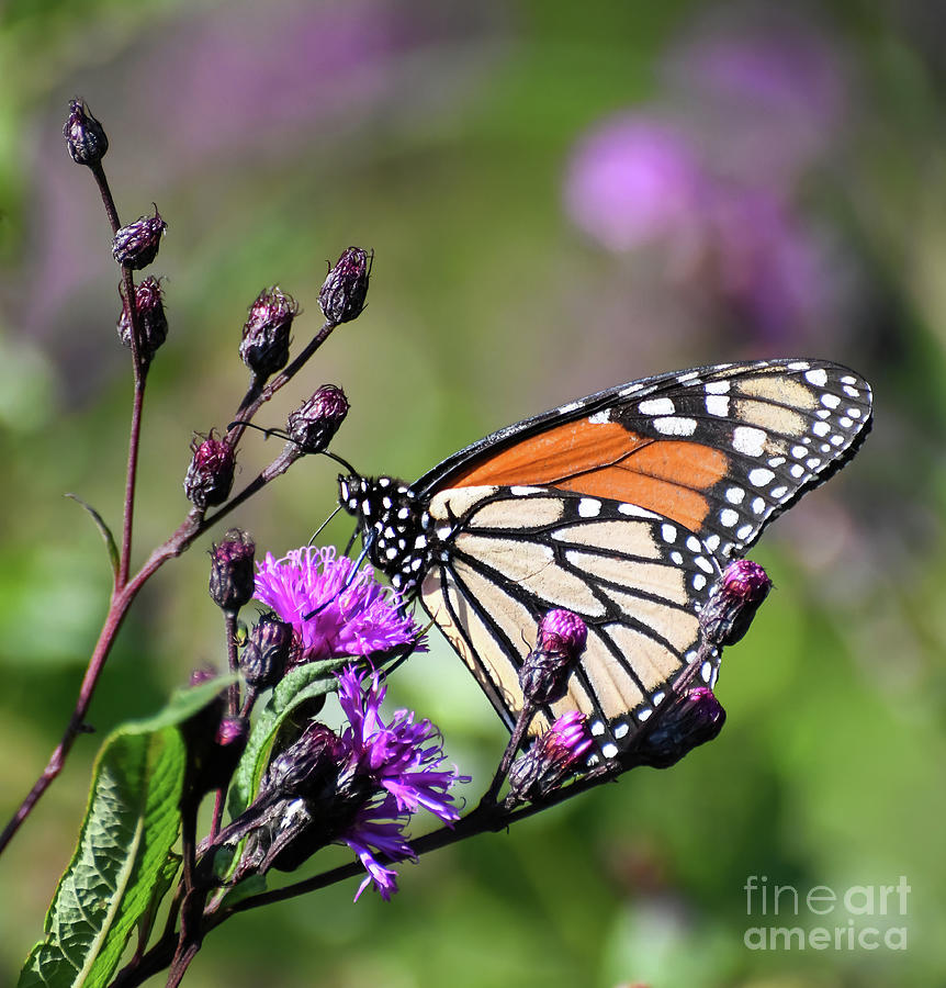 Stay Close To Nature - Monarch Butterfly in Ironweed Photograph by Kerri Farley