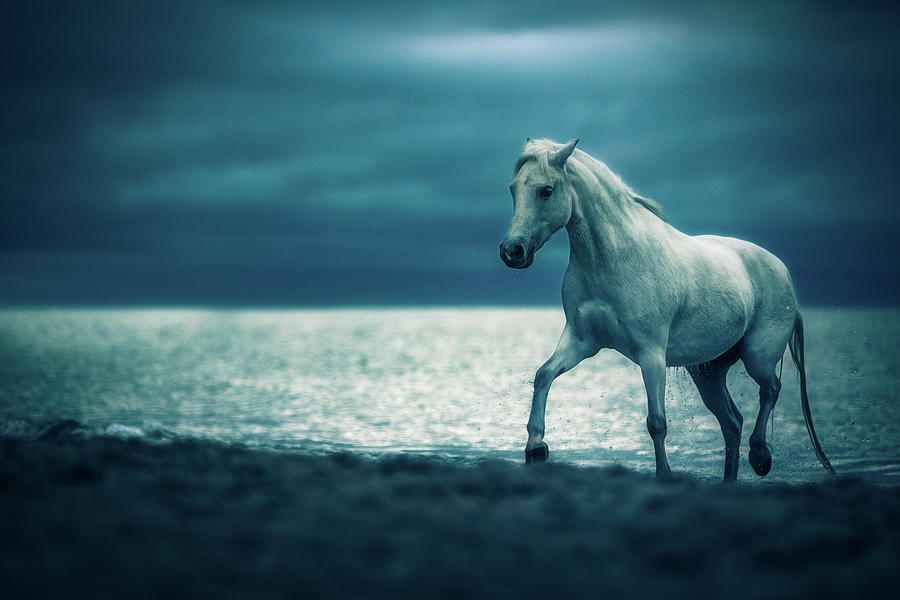 Stay - Horse Art Photograph by Lisa Saint