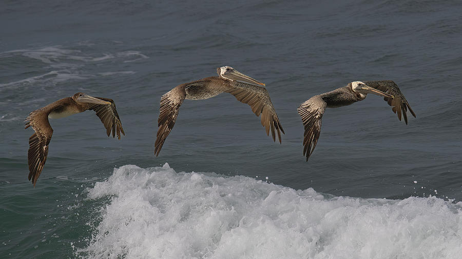 Stay In Line Photograph by Jon Snyder