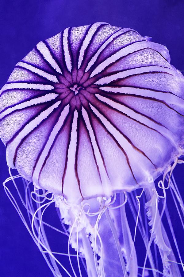 Jelly Belly - Northern Sea Nettle Photograph by KJ Swan