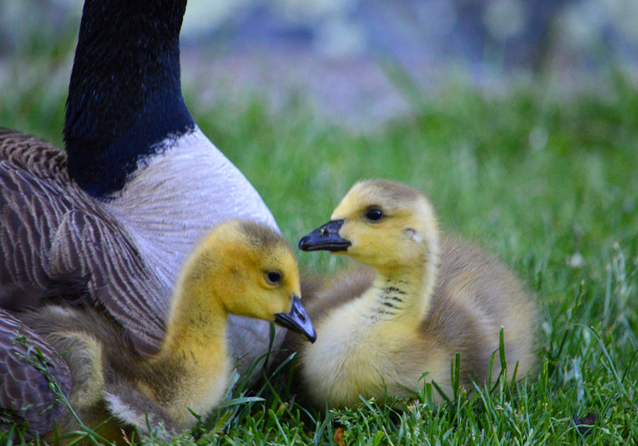 Staying Close to Mom Photograph by Dianne Cowen Cape Cod and Ocean ...