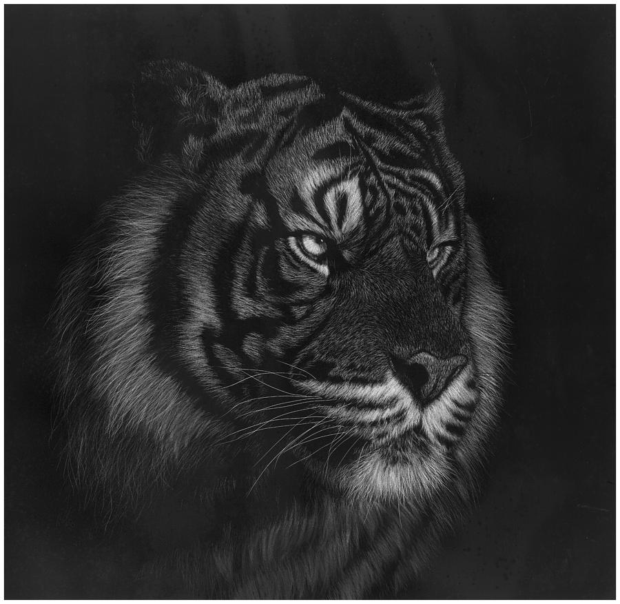 Black And White Drawing - Stealth by Robyn Bromham