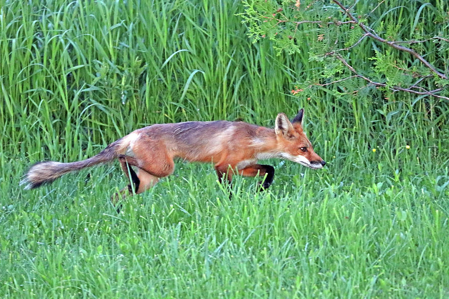 Stealthy Fox Photograph by Debbie Oppermann