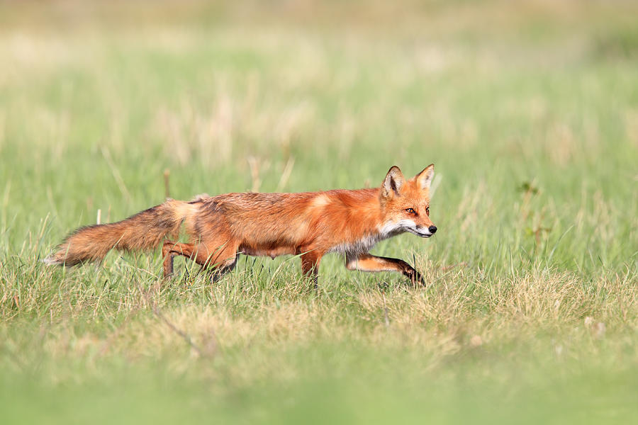 Stealthy Fox Photograph by Mlorenzphotography