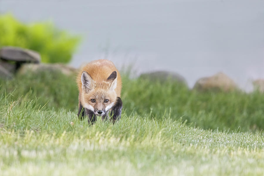 Stealthy Red Fox Kit Photograph
