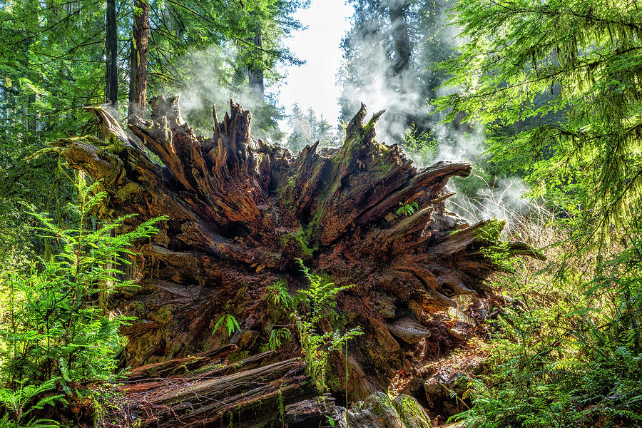 Steam Rising from a Fallen Redwood Tree Photograph by Belinda Greb
