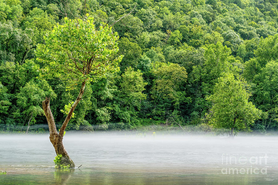 Steamy Fog Tree Lake Taneycomo Photograph by Jennifer White
