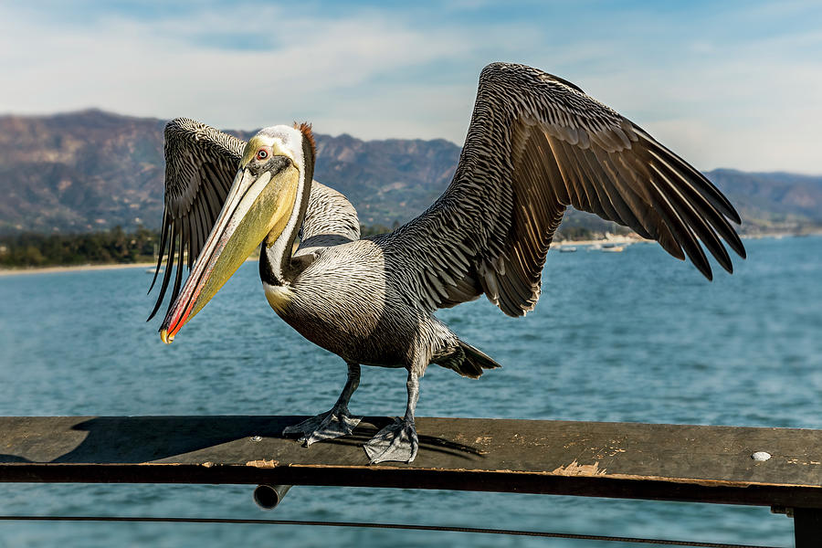 Stearns Wharf Pelican Photograph by Kelley King