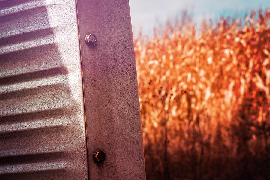 Steel And Corn Photograph