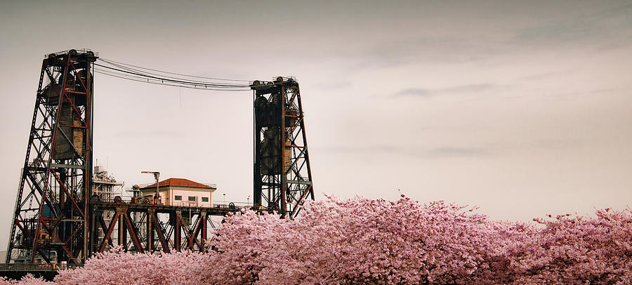 Steel Bridge Surrounded by Cherry Blossoms Photograph by Don Schwartz
