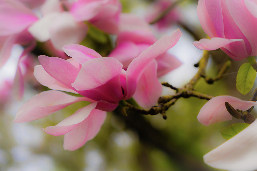 Steel Magnolia Photograph by James Curzio - Fine Art America