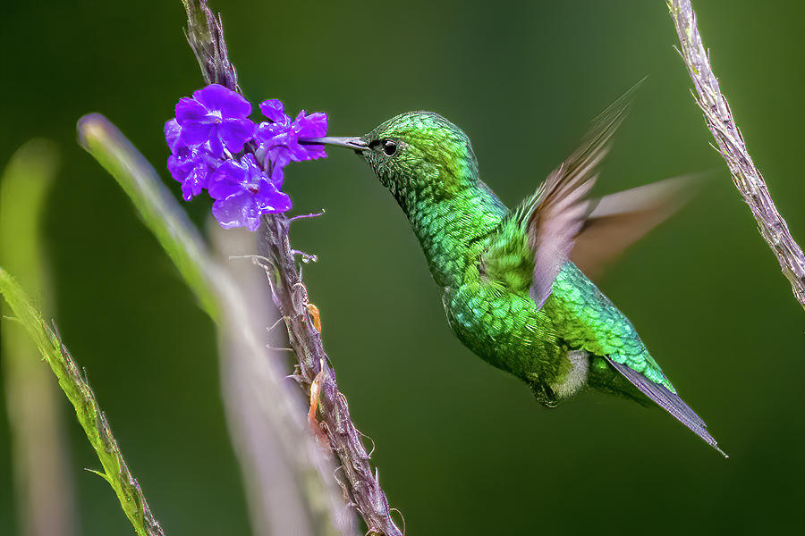 Steely Vented Hummingbird La Conchita Cali Valle del Cauca Colom Photograph by Adam Rainoff