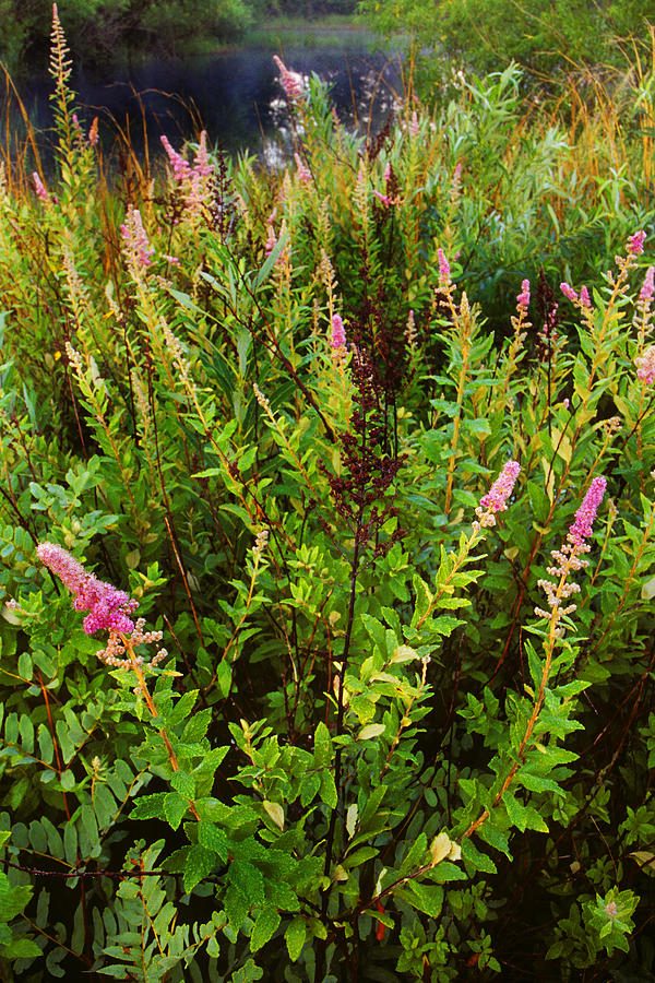 Steeplebush In A Wetland Photograph By Michael Redmer - Fine Art America