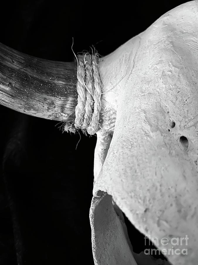 Steer Photograph by Tami Boelter
