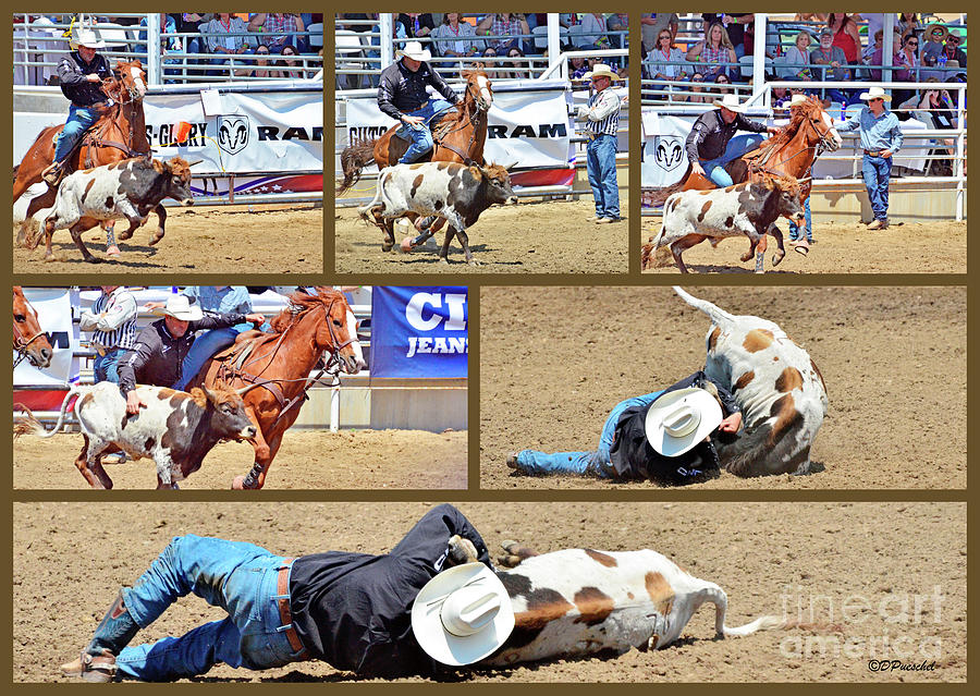 Steer Wrestling Collage Photograph by Debby Pueschel