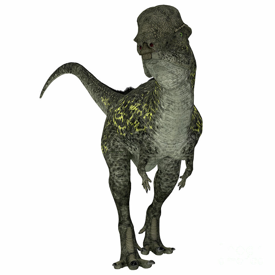 Stegoceras Dinosaur on White Digital Art by Corey Ford