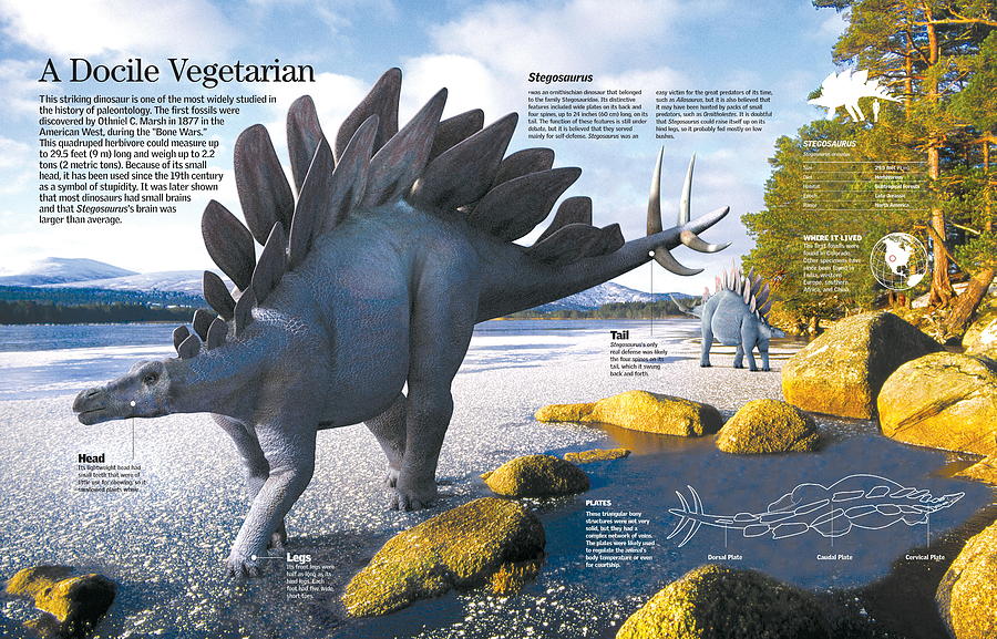 Stegosaurus Digital Art by Album