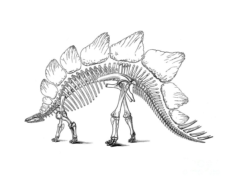 Prehistoric Digital Art - Stegosaurus Bones by Madame Memento