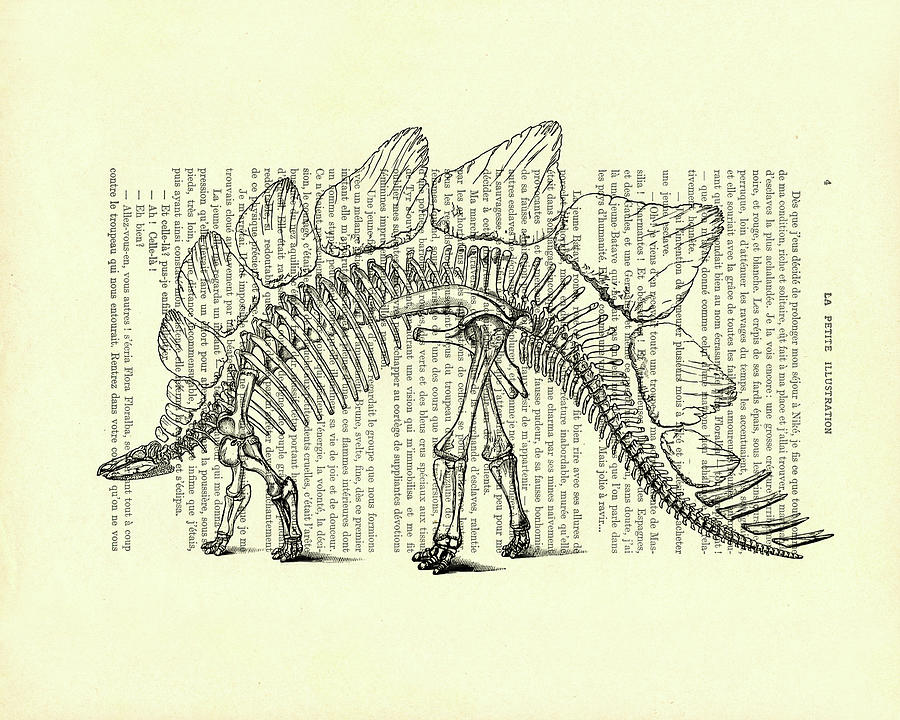 Prehistoric Mixed Media - Stegosaurus skeleton by Madame Memento