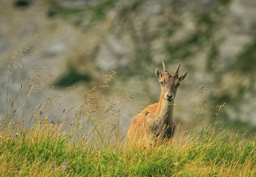 Steinbock or Alpine Capra Ibex at Colombiere pass, France Photograph by Elenarts - Elena Duvernay photo