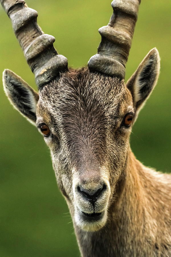 Steinbock or Alpine Capra Ibex portrait at Colombiere pass, Fran Photograph by Elenarts - Elena Duvernay photo