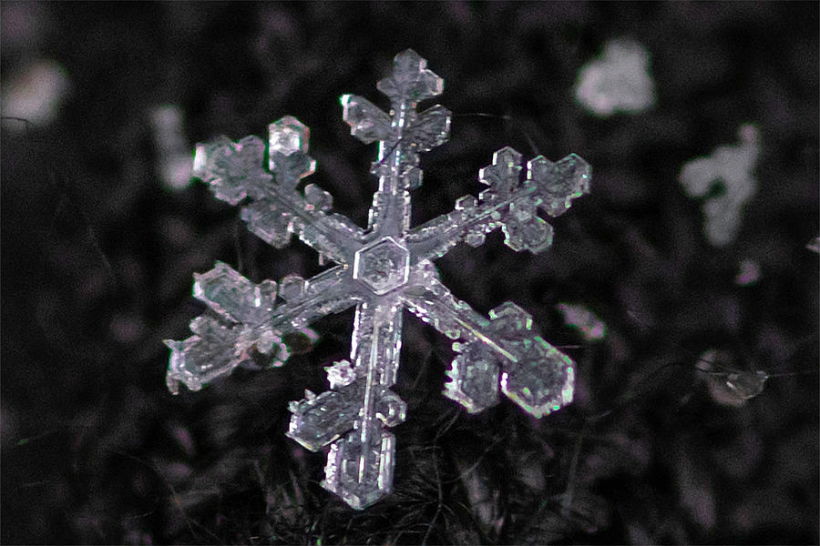 Winter Photograph - Stellar Dendrite by Kathryn by Photography By Phos3 Kathryn Parent and Dave Paddick