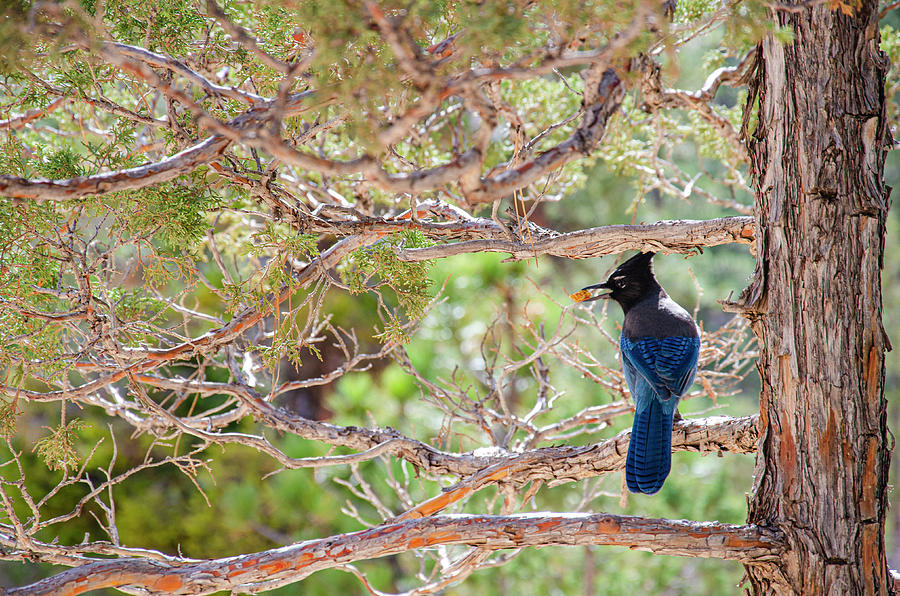 Bird Photograph - Stellers Jay by Jim Cook