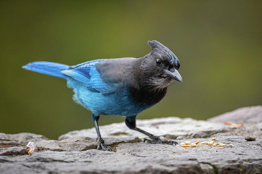 Stellar Jay Photograph by Matthew Alberts - Fine Art America