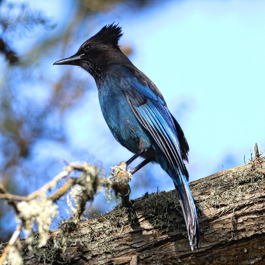 Stellar Jay Photograph by Perry Hoffman