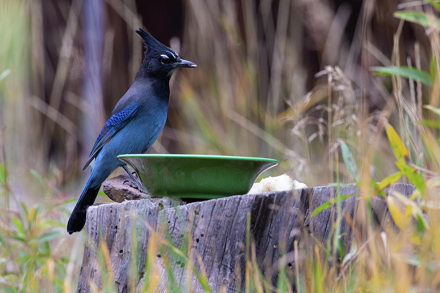 Stellars Jay at Lunch Photograph by Steve Templeton