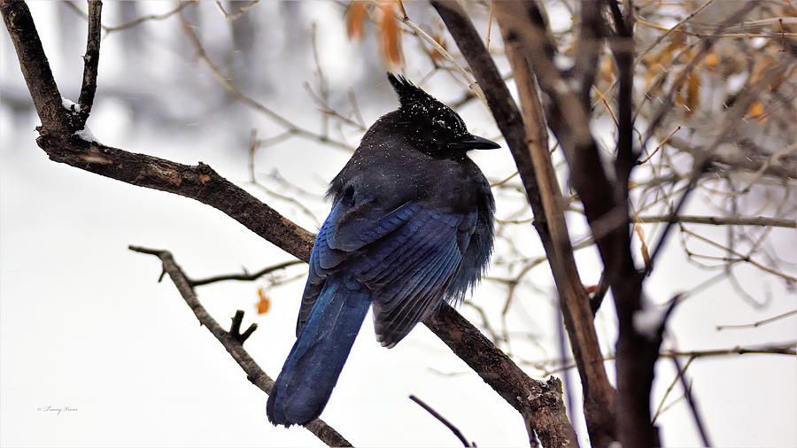 Stellars Jay in a Bare Lilac Bush Photograph by Tracey Vivar