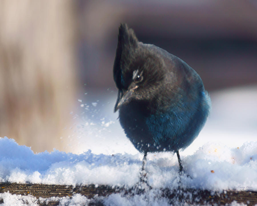 Stellars Jay in the Snow Photograph by Tracey Vivar