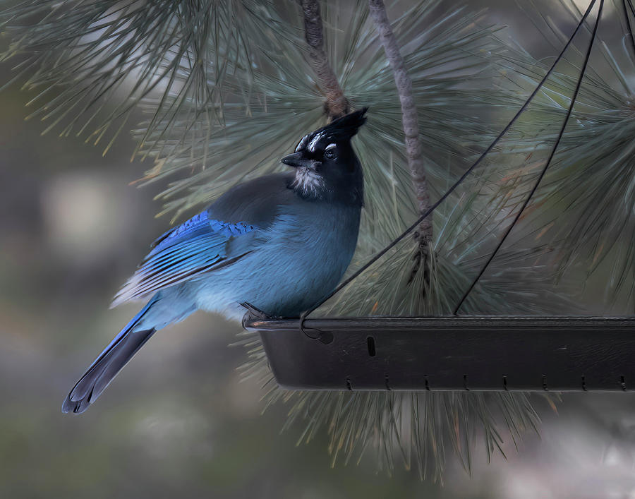Stellars Jay Photograph by Laura Terriere