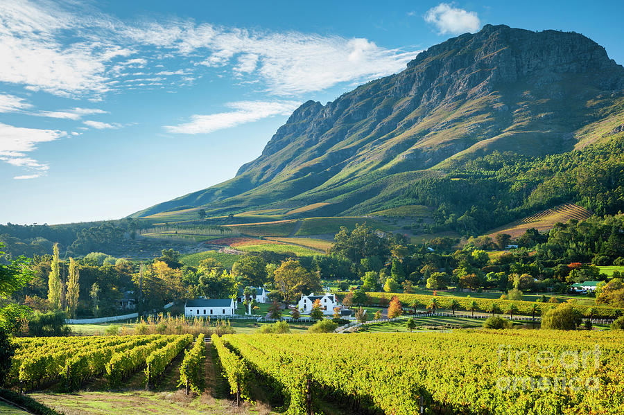 Stellenbosch, South Africa Photograph By Justin Foulkes - Fine Art America