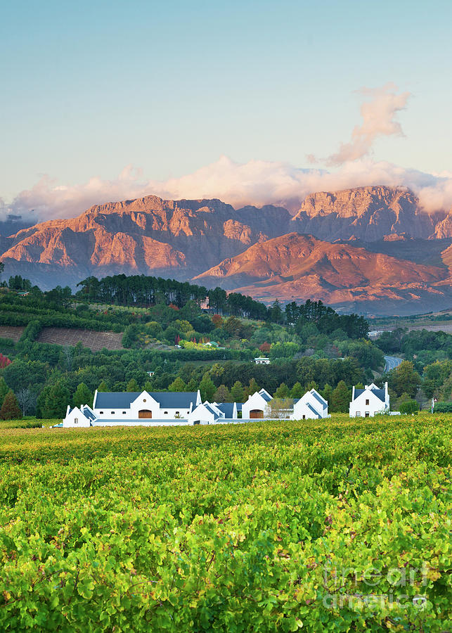 Mountain Photograph - Stellenbosch vineyards, Western Cape, South Africa by Justin Foulkes