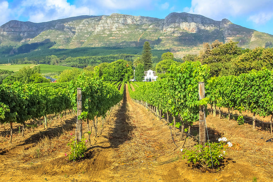 Stellenbosch Wine Route Photograph by Bennymarty